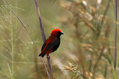 Euplectes nigroventris