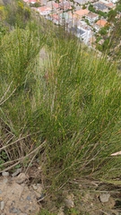 Ephedra americana