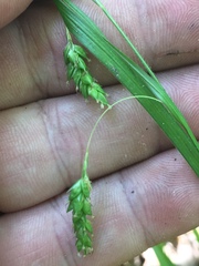 Carex formosa