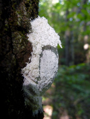 Fuligo septica candida