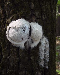 Fuligo septica candida