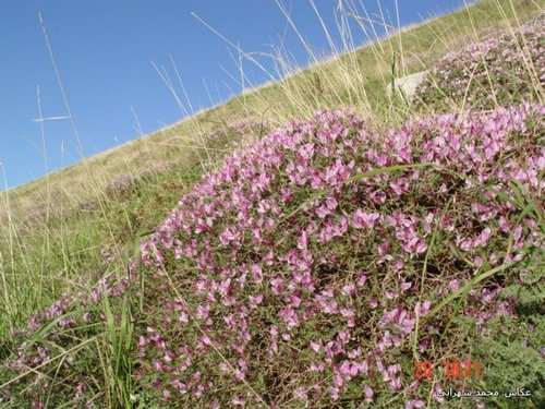 Onobrychis cornuta (Onobrychis cornuta)