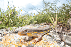 Eumeces schneiderii