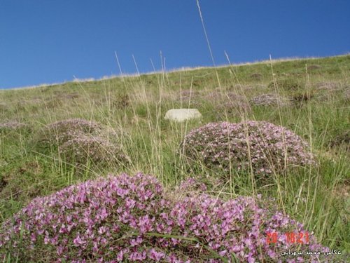 Onobrychis cornuta (Onobrychis cornuta)