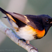 American Redstart - Photo (c) Dan Pancamo, some rights reserved (CC BY-SA)