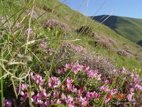 Image of Onobrychis cornuta by (c) Mohammad Sohrabi, some rights reserved (CC BY)