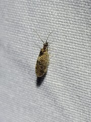 Sympherobius barberi