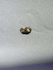 Conotrachelus albicinctus