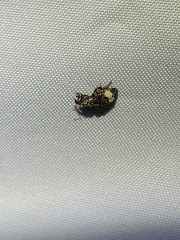 Conotrachelus albicinctus