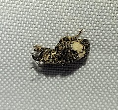 Conotrachelus albicinctus