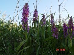 Dactylorhiza euxina