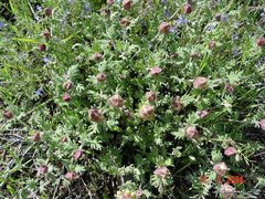 Scutellaria orientalis