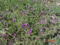 Astragalus danicus
