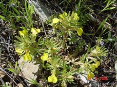 Ajuga chamaepitys