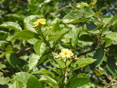 Cordia alba