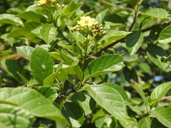 Cordia alba
