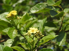 Cordia alba