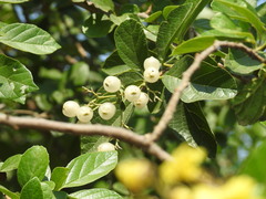 Cordia alba