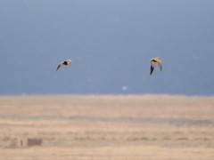 Pterocles orientalis orientalis