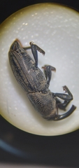 Sphenophorus parvulus