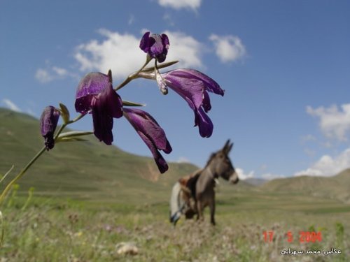 Image of Gladiolus atroviolaceus by (c) Mohammad Sohrabi, some rights reserved (CC BY)