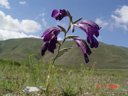 Image of Gladiolus atroviolaceus by (c) Mohammad Sohrabi, some rights reserved (CC BY)