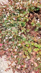 Persicaria capitata
