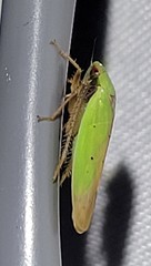 Ponana