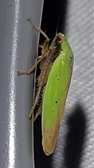 Ponana