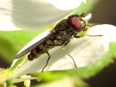 Parasyrphus