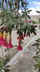Cantua
