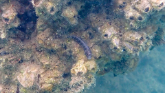 Parablennius tentacularis