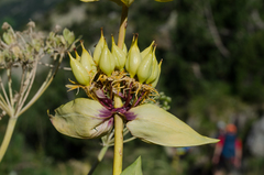 Gentiana lutea montserratii