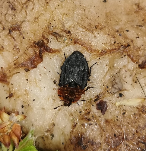 Oiceoptoma thoracicum