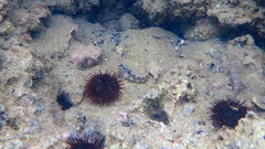 Parablennius tentacularis