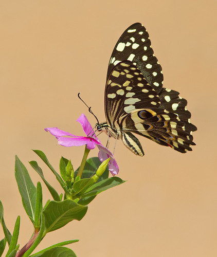 Citrus Swallowtail
