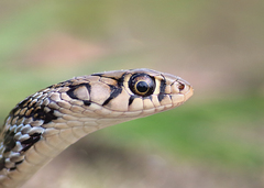 Amphiesma stolatum