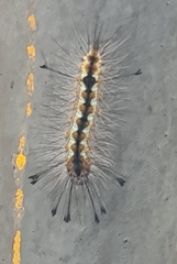 Eucereon xhantura
