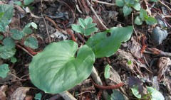 Arum cylindraceum
