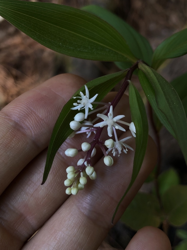 Maianthemum scilloideum