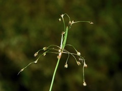 Luzula acuminata carolinae