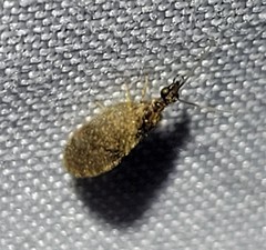 Sympherobius barberi