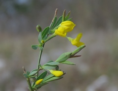 Cytisus pseudoprocumbens