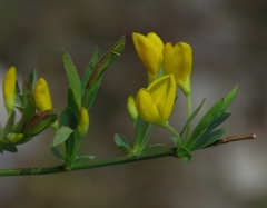 Cytisus pseudoprocumbens