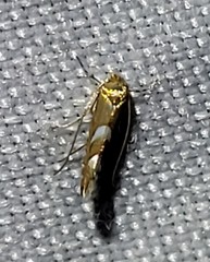 Phyllonorycter aeriferella