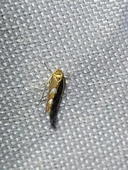 Phyllonorycter aeriferella