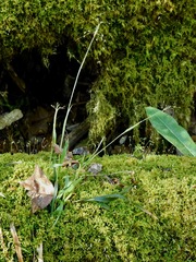 Luzula acuminata carolinae
