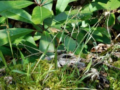 Luzula acuminata carolinae