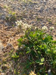 Trifolium repens