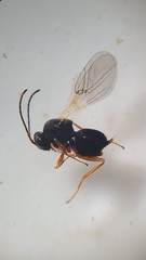 Diplolepis nodulosa